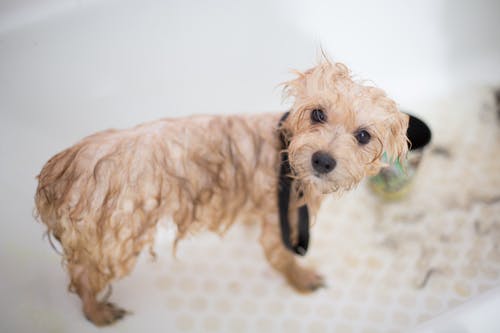 浴缸里的奶油玩具贵宾犬幼犬 · 免费素材图片