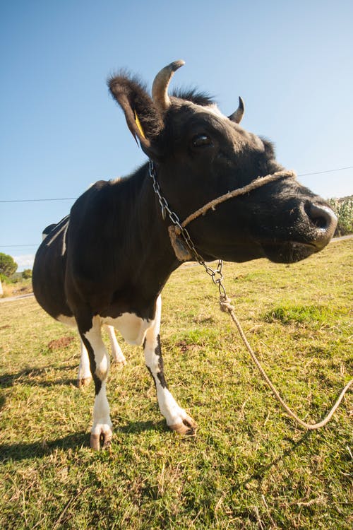黑牛在绿色草地上 · 免费素材图片