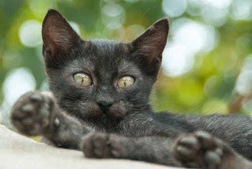 黑猫的特写照片 · 免费素材图片