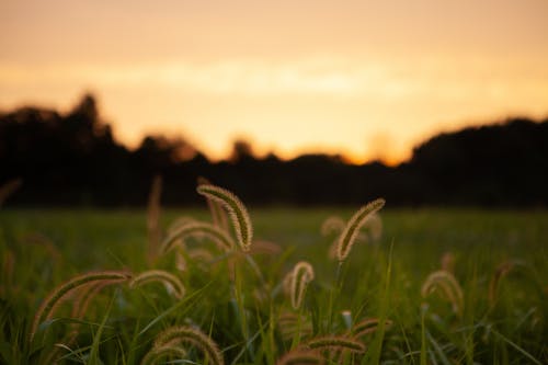 绿色和棕色的草田的特写照片 · 免费素材图片