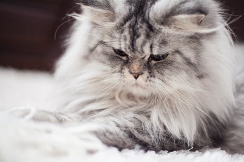 灰色和白色的波斯猫 · 免费素材图片