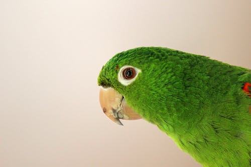 绿鹦鹉的特写摄影 · 免费素材图片