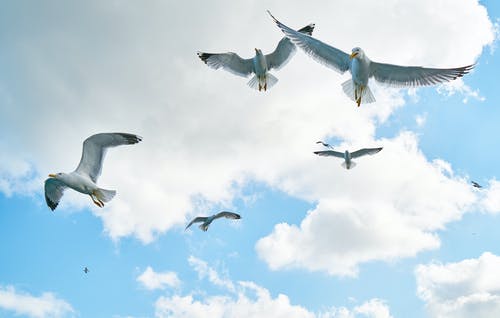 群海鸥的低角度摄影 · 免费素材图片