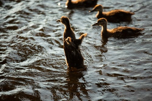 五个棕色小鸭在水面上 · 免费素材图片