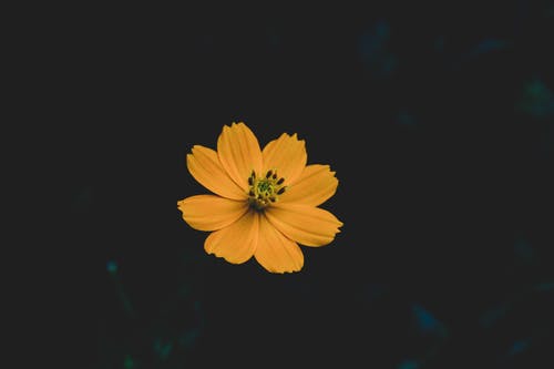 黄色波斯菊的选择性聚焦照片 · 免费素材图片