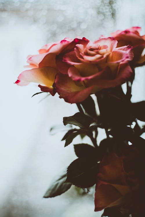 粉红玫瑰花朵特写摄影 · 免费素材图片