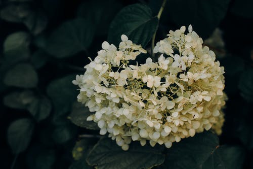 白色花瓣簇花的特写照片 · 免费素材图片
