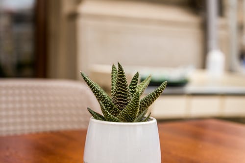 白色陶瓷花瓶上的绿色芦荟 · 免费素材图片