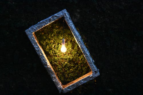 植物盒上的灯泡 · 免费素材图片