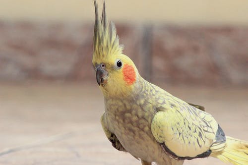 黄色小鹦鹉的选择性聚焦摄影 · 免费素材图片