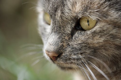 猫的特写摄影 · 免费素材图片