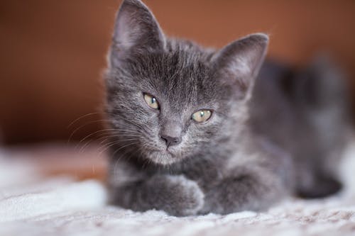 灰色小猫的特写摄影 · 免费素材图片