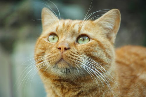 选择性聚焦摄影橙色虎斑猫向上看 · 免费素材图片