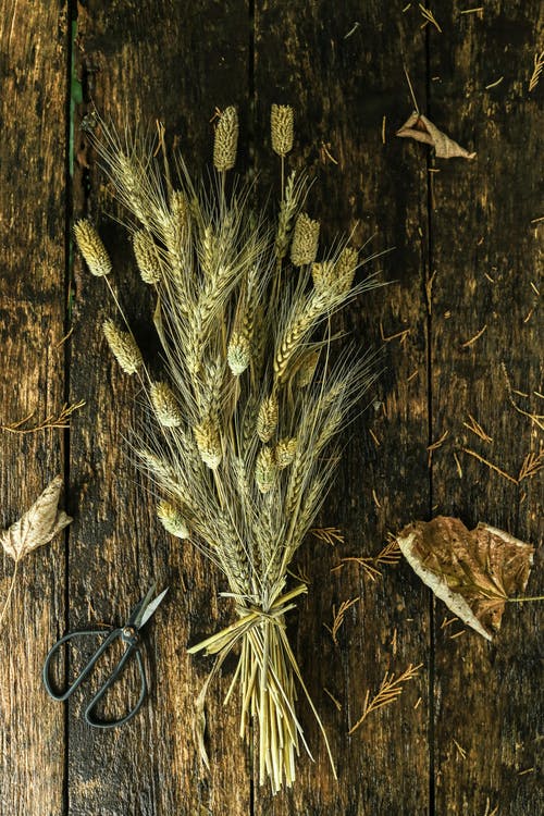 束小麦在剪刀附近的棕色木质表面上 · 免费素材图片