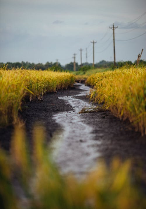 黄草包围的通路 · 免费素材图片