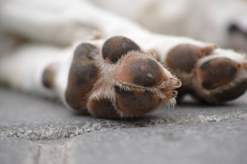 白狗爪子的浅焦点摄影 · 免费素材图片