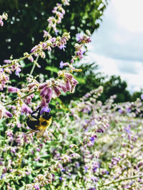木匠蜜蜂的特写照片 · 免费素材图片