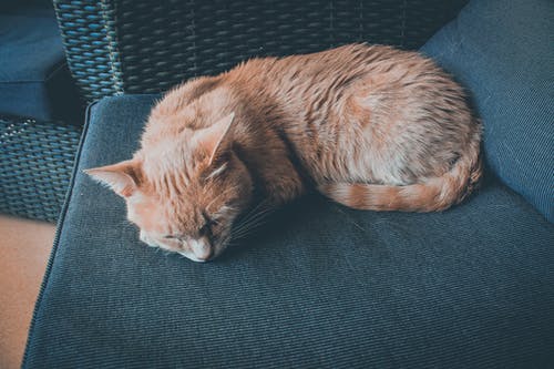 躺在椅子上的橙色猫 · 免费素材图片