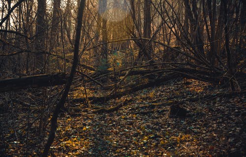 布朗枯树的照片 · 免费素材图片