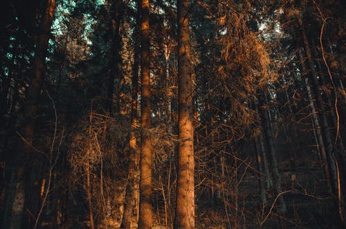 森林在日落时的照片 · 免费素材图片