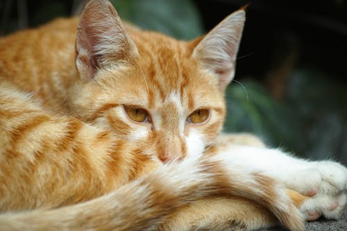 橙色的虎斑猫的特写照片 · 免费素材图片