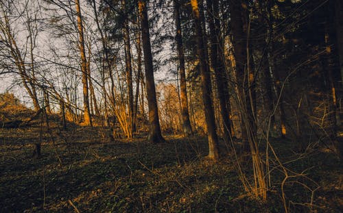 枯树 · 免费素材图片