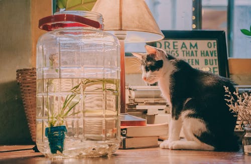 黑白猫坐在透明玻璃饮料分配器，台灯和棕色木制的桌子上的书旁边 · 免费素材图片