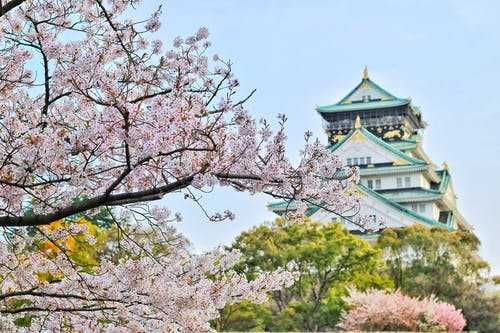 近摄摄影樱花树 · 免费素材图片