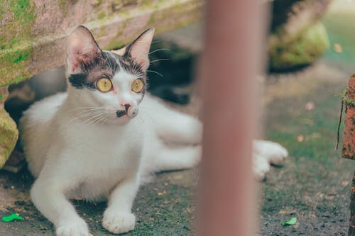 躺在长满苔藓的地面上的白色和灰色的猫 · 免费素材图片