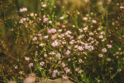 选择性聚焦照片粉红色花瓣的花朵 · 免费素材图片