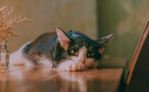 产猫的特写照片 · 免费素材图片