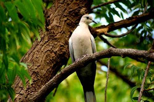 白色和灰色的鸟栖息在树上 · 免费素材图片