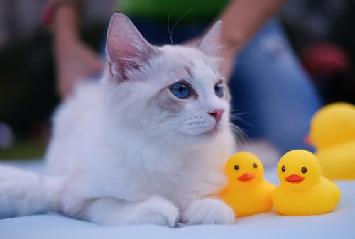 猫在黄色橡胶小鸭附近的特写照片 · 免费素材图片
