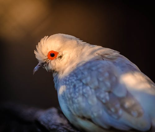 钻石鸽子的选择性聚焦照片 · 免费素材图片