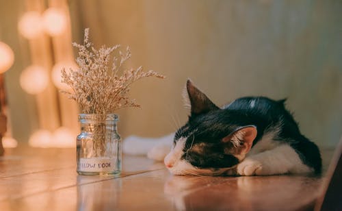 产猫的特写照片 · 免费素材图片