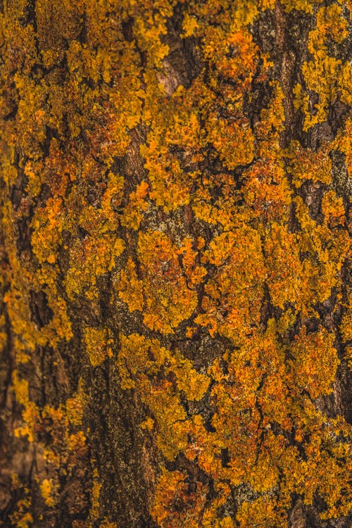 橙色苔藓 · 免费素材图片