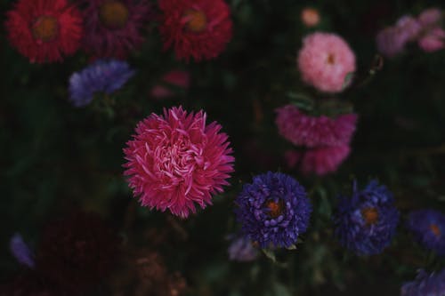 盛开的粉色，紫色和白色花瓣花 · 免费素材图片