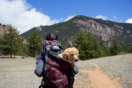 在山前的小径上行走时携带黄色拉布拉多猎犬小狗内袋的人 · 免费素材图片