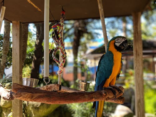 蓝色和橙色鹦鹉的选择性聚焦照片 · 免费素材图片