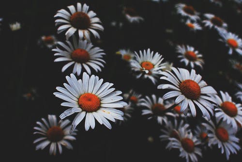 白色洋甘菊花的特写照片 · 免费素材图片