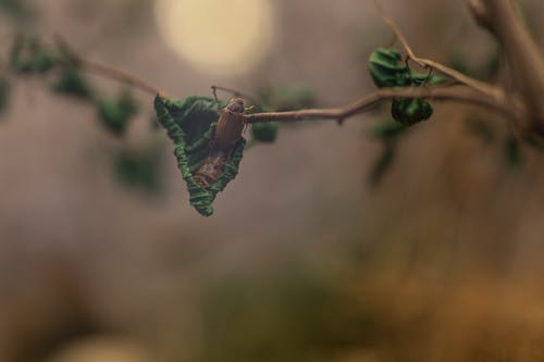 叶子上的两个棕色甲虫 · 免费素材图片
