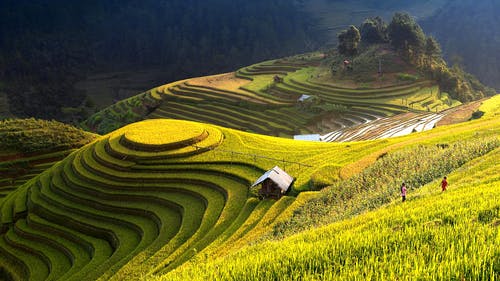 水稻梯田的景色 · 免费素材图片