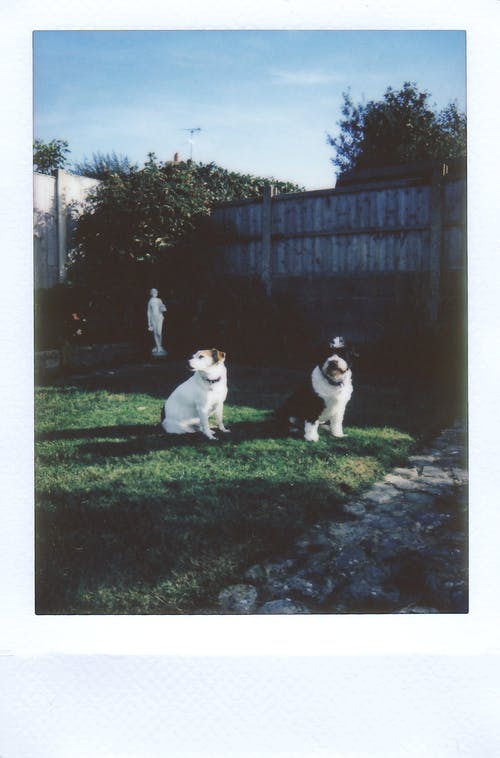 两只狗坐在草坪上附近隐私围栏 · 免费素材图片