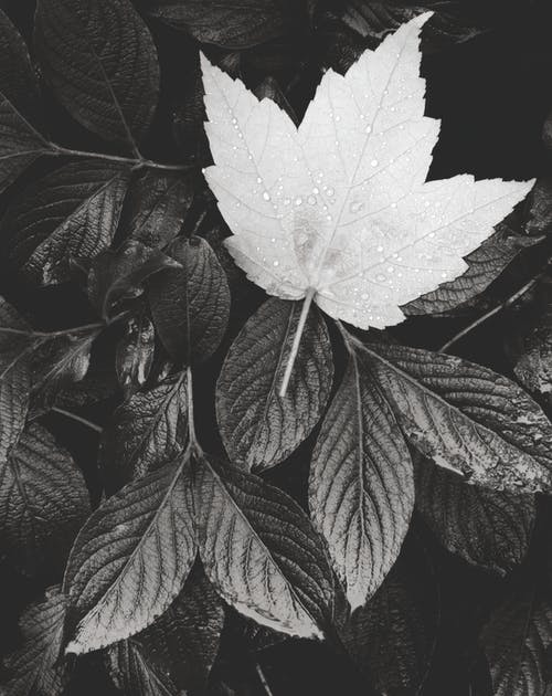 枫叶的灰度照片 · 免费素材图片