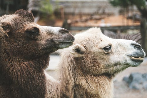 两个棕色骆驼 · 免费素材图片