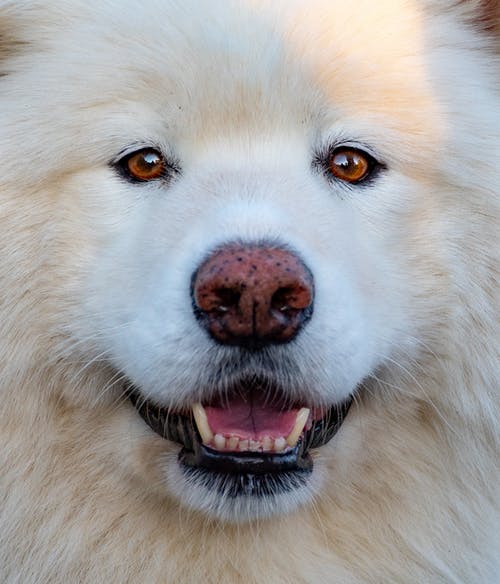 白萨莫耶德犬的特写照片 · 免费素材图片