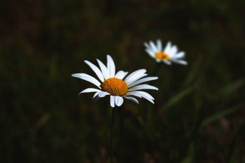 白色雏菊的特写照片 · 免费素材图片