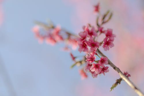 浅焦点摄影的粉红色花朵 · 免费素材图片