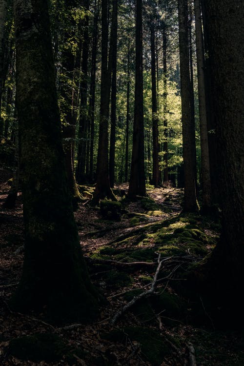 森林 · 免费素材图片