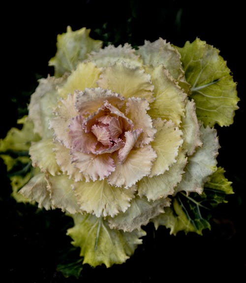 黄色和粉红色的开花白菜选择性聚焦摄影 · 免费素材图片